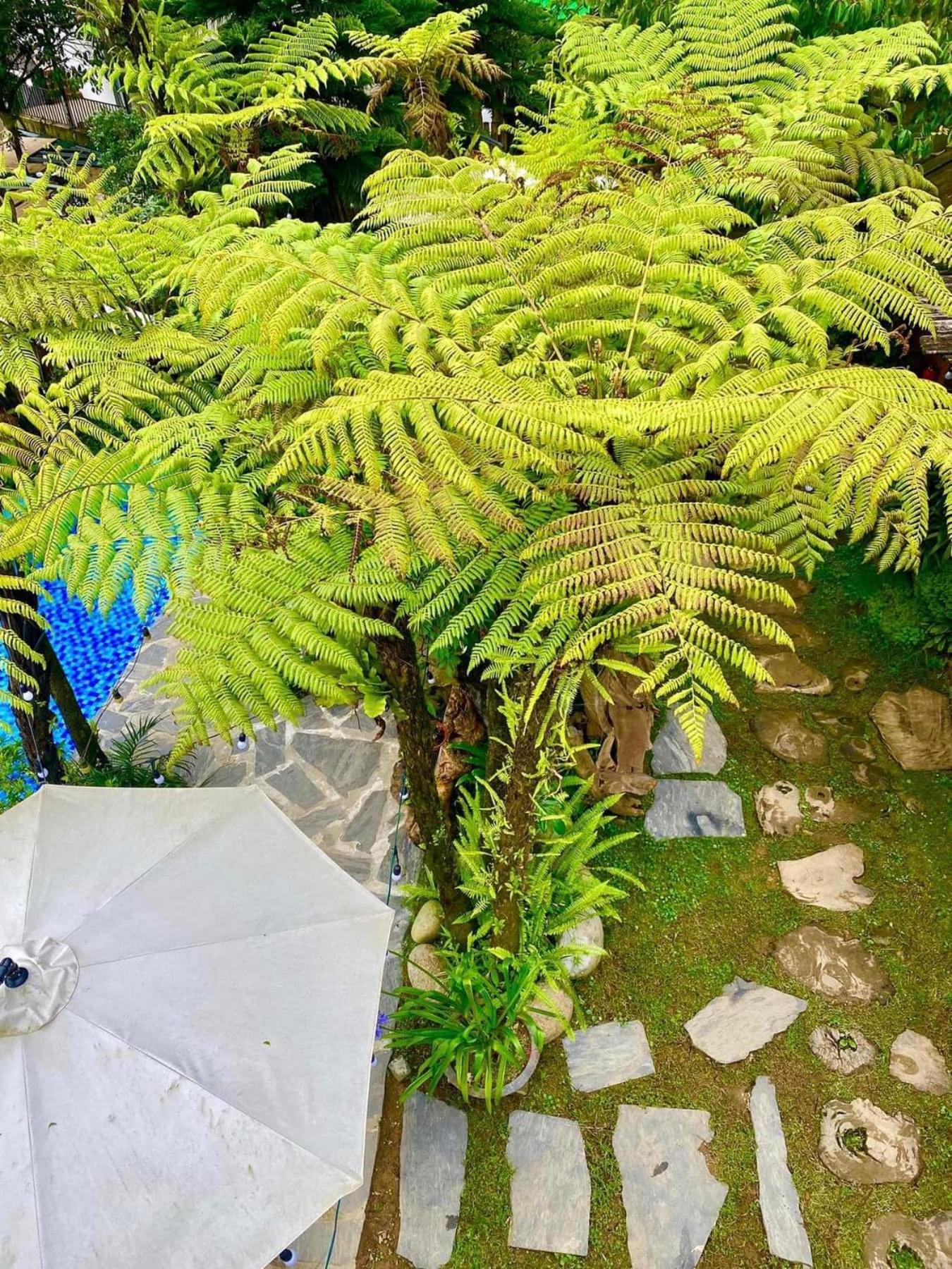 Love House Homestay Sapa Buitenkant foto